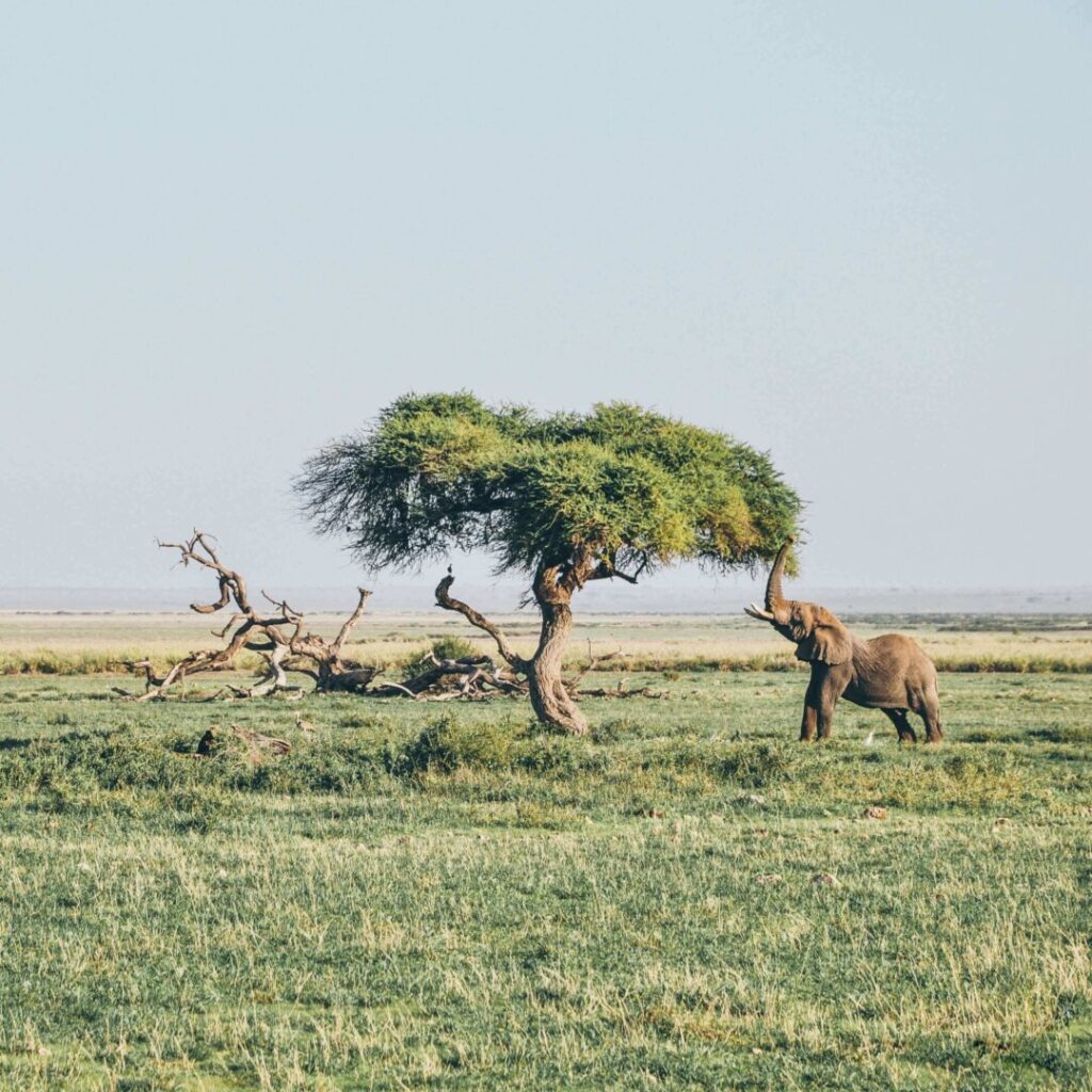 amboseli