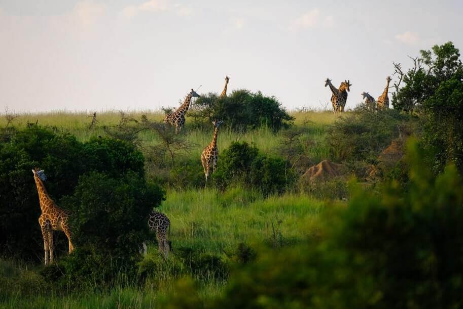 chobe.