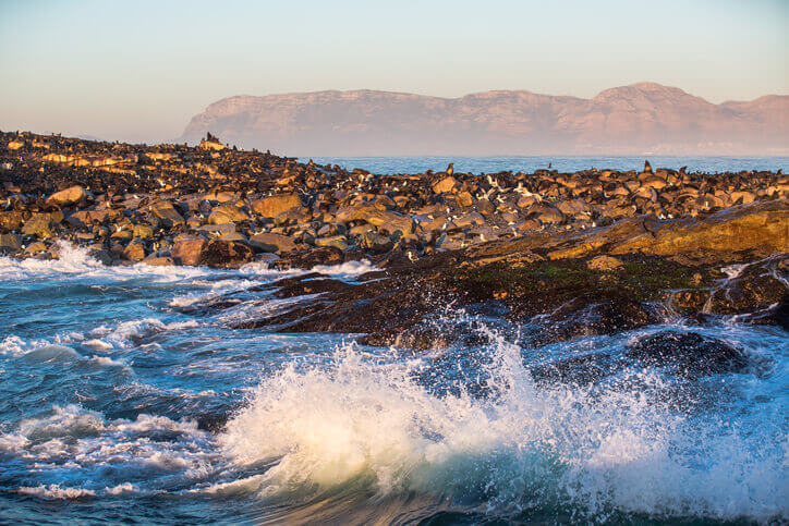 seal isalnd – sudafrica