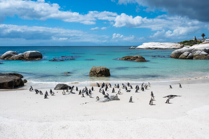 spiaggia boulders – sudafrica
