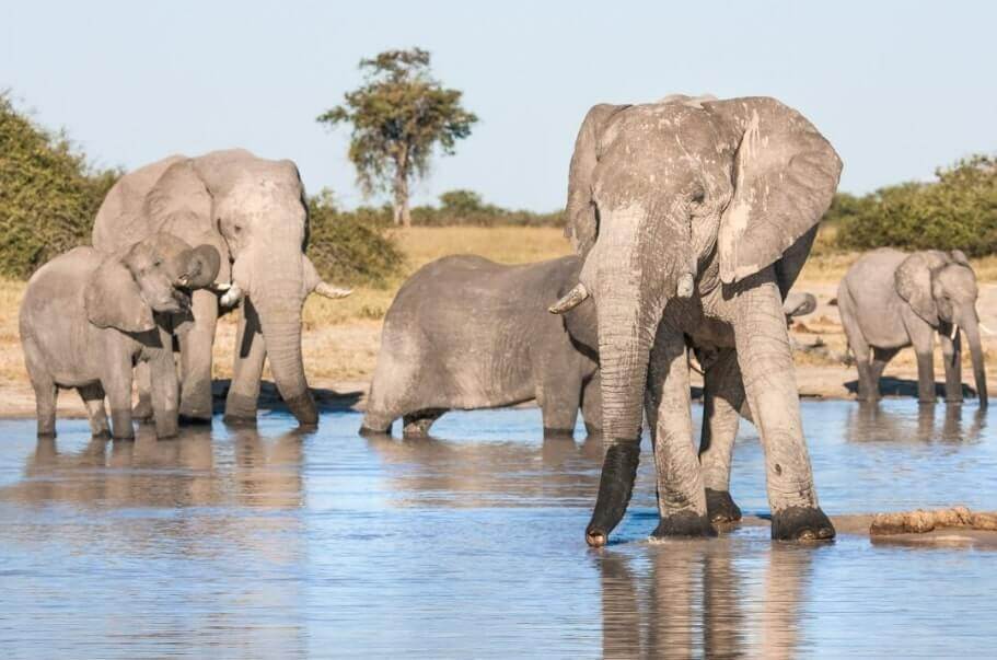 zambezi